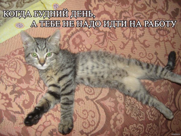 Когда не надо на работу картинки прикольные