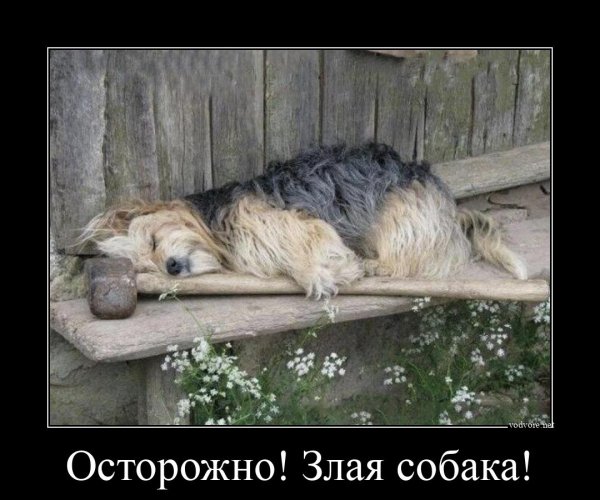 Осторожно злая собака юмор