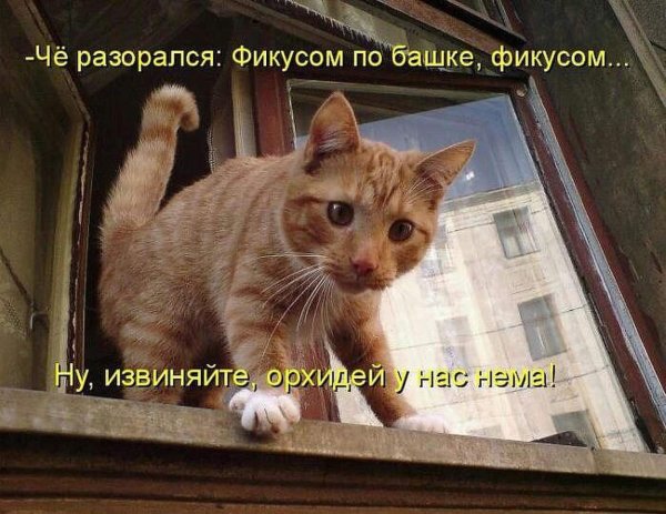 Котоматрица лучшее с подписями