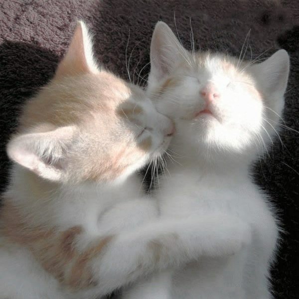 Котики обнимаются
