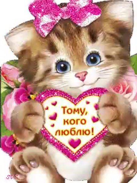 Любимый котенок