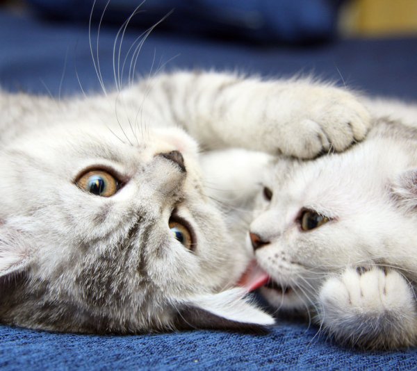 Милые котейки
