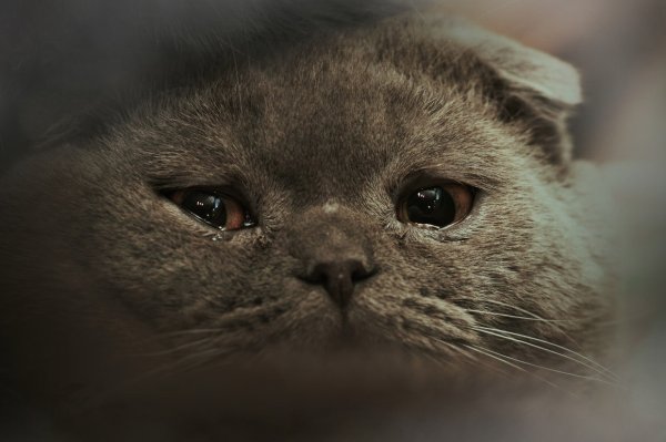 Кот грустит