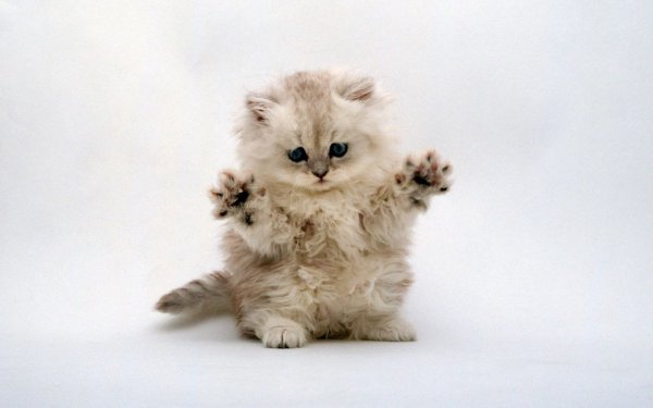 Милый котенок