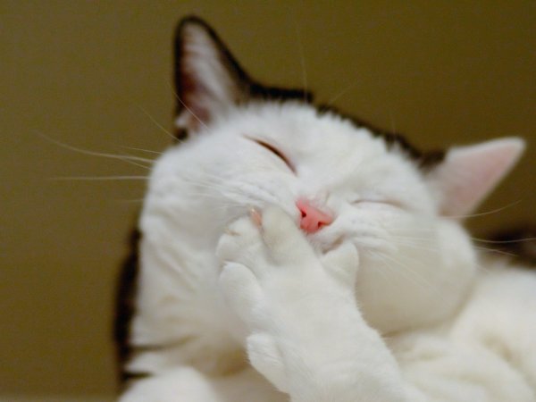 Кот хихикает