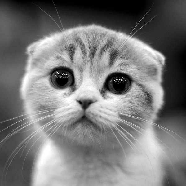 Котики милота