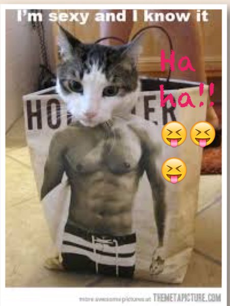 Накаченный котик