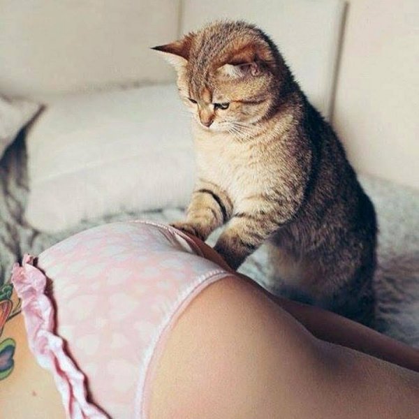 Котик и киски