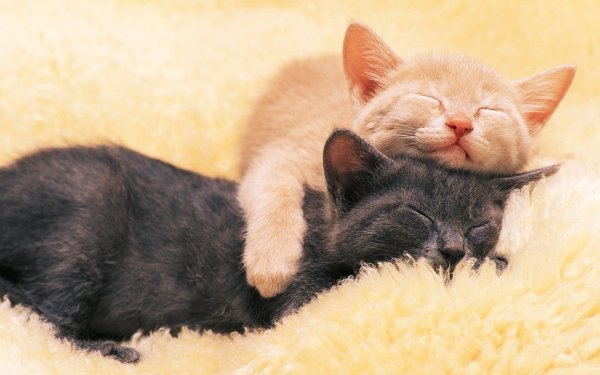 Котята обнимаются