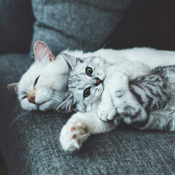 Милые котики обнимашки