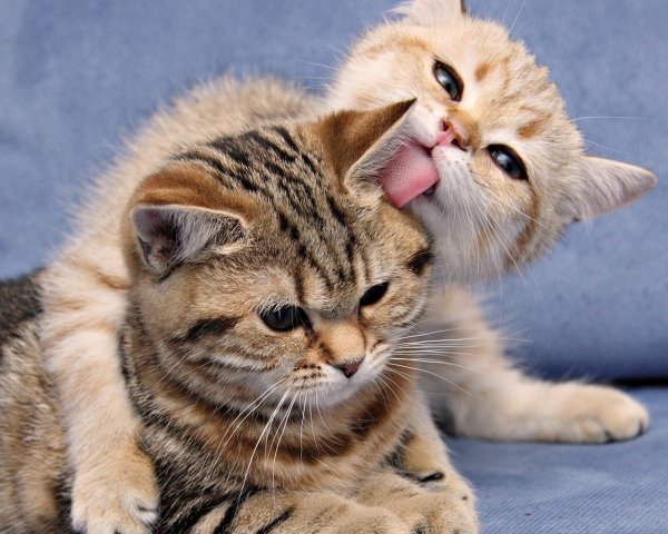 Я тебя люблю котик