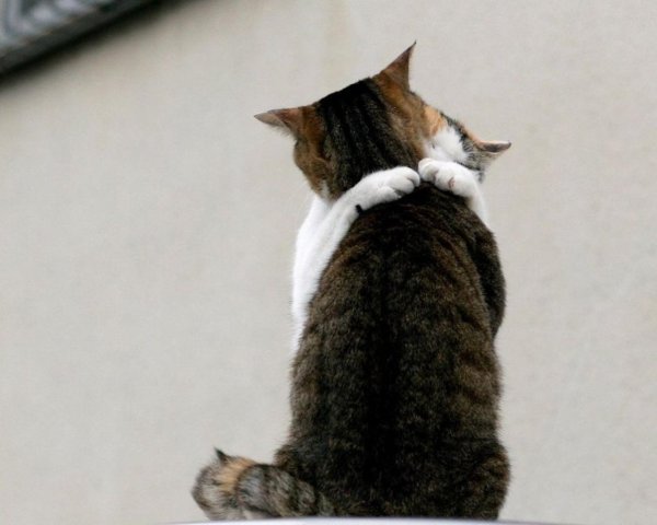Я не могу без тебя