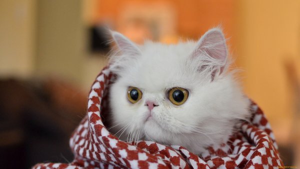 Милые котики