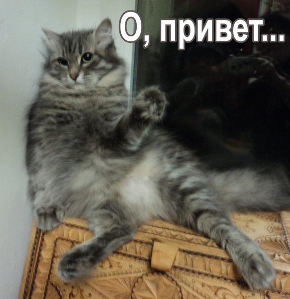 Кот привет