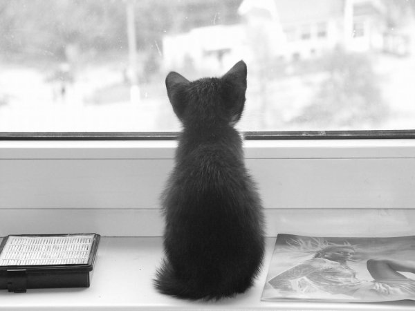 Котик ждет