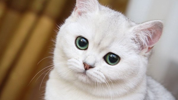 Трогательный котенок