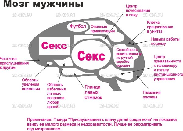 Схема мужского мозга