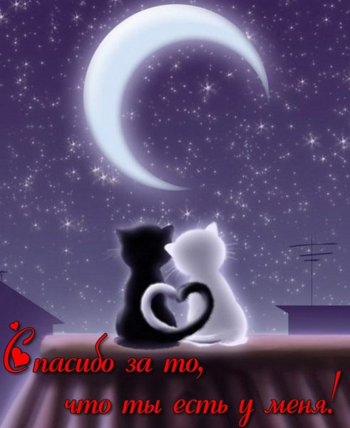 Влюбленные котики