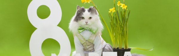 С 8 марта кот