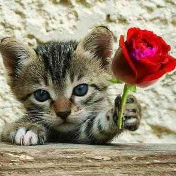 Розы и котенок