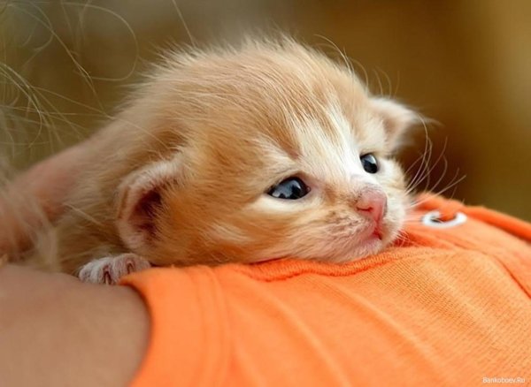 Трогательный котенок