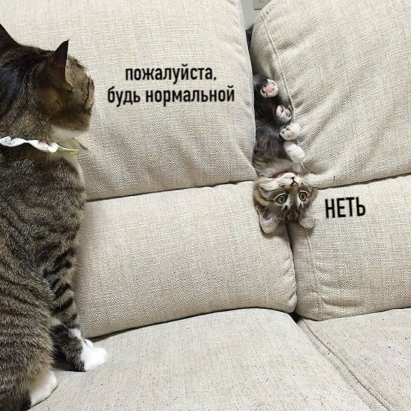 Неть котик