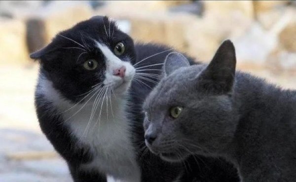 Коты лучше людей