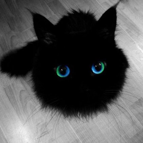 Кот воплощение зла