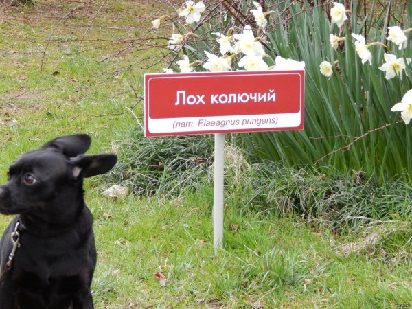 Лох