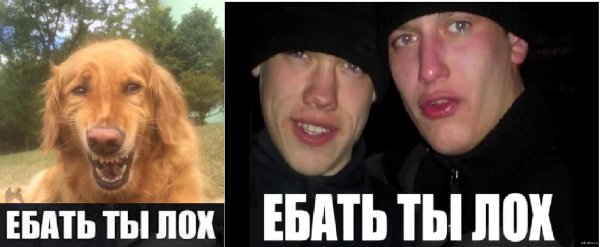 Мемы ты лох