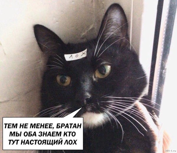 Кот лох