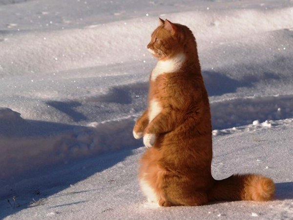 Злой британский кот