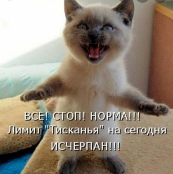 Кот Пидрила