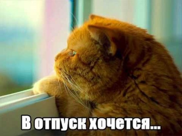 Грустный рыжий кот