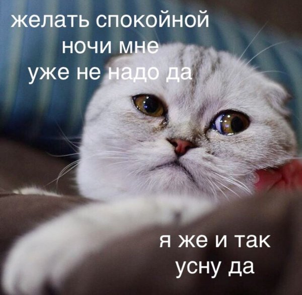 Котик грустит