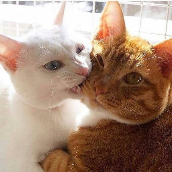 Кот кусает