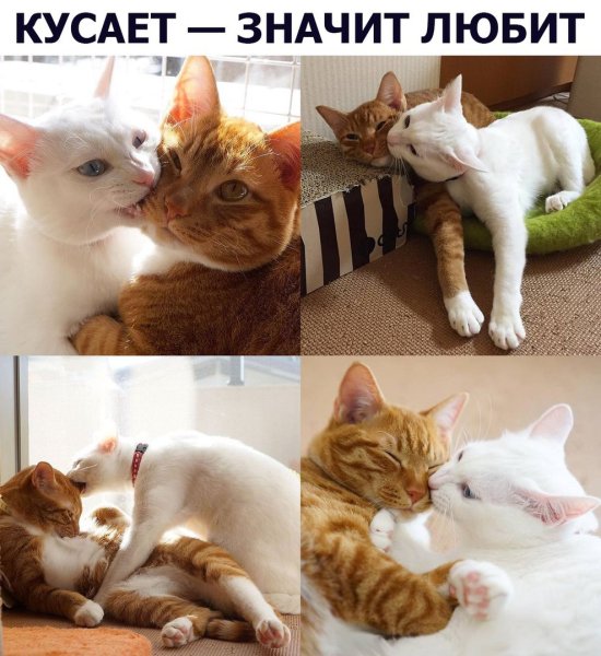 Кусает значит любит