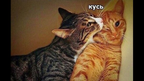 Кот кусает кота