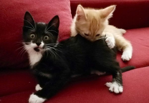 Котенок Кусь