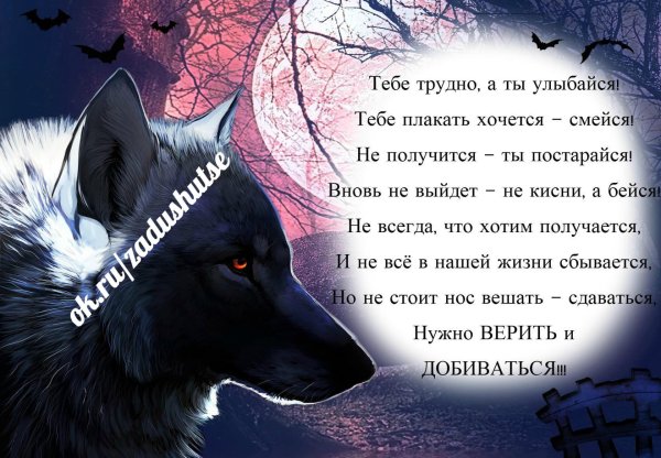 Философия волка одиночки