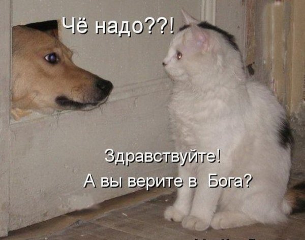 Вы верите в Бога прикол