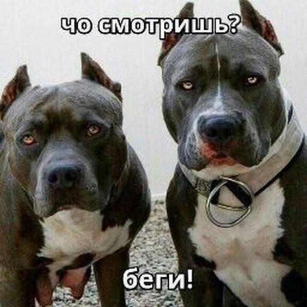 Приколы с питбулями