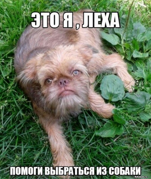 Леза это я помоги выбраться из собаки
