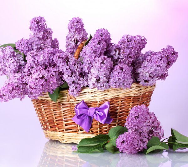 Цветы сирени