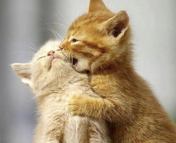 Котенок кусается