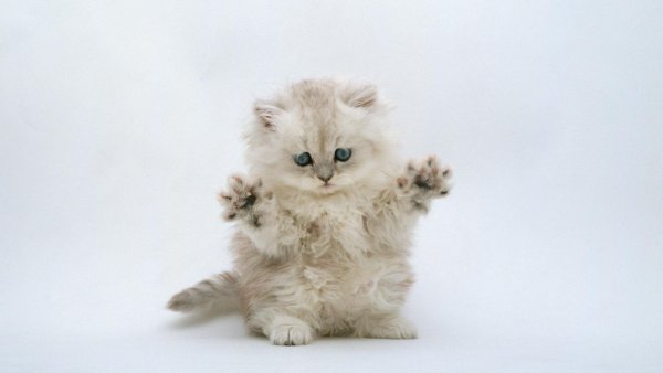 Смешные котята