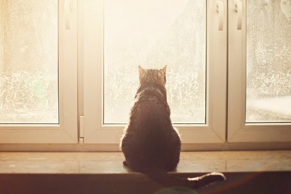 Кот на подоконнике
