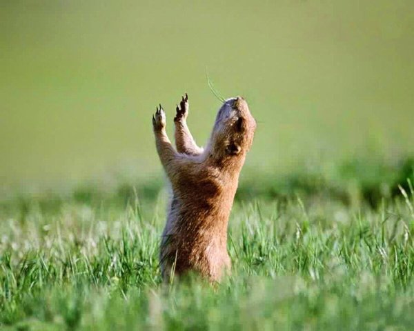 Животные с пивом