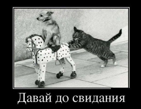 Кот толкает собаку на лошадке