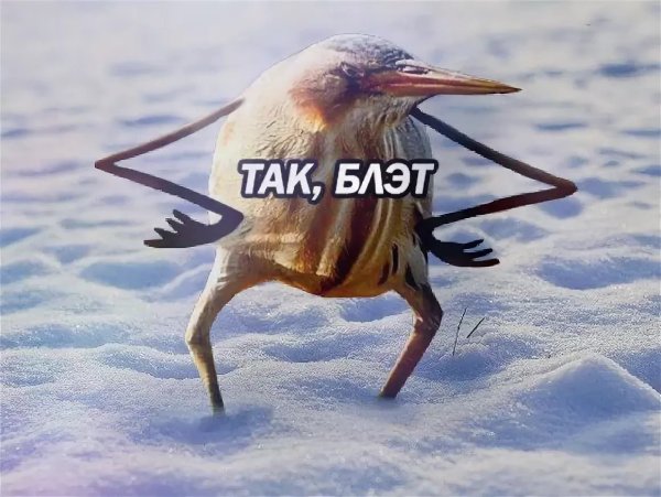 Прикольные Стикеры